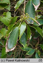 Trochodendron aralioides (trochodendron araliowaty)