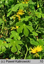 Tropaeolum peregrinum (nasturcja kanarkowa)