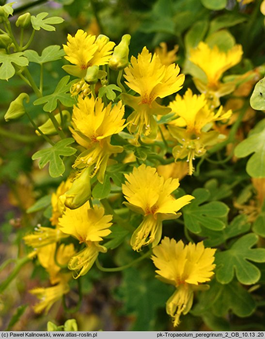 Tropaeolum peregrinum (nasturcja kanarkowa)