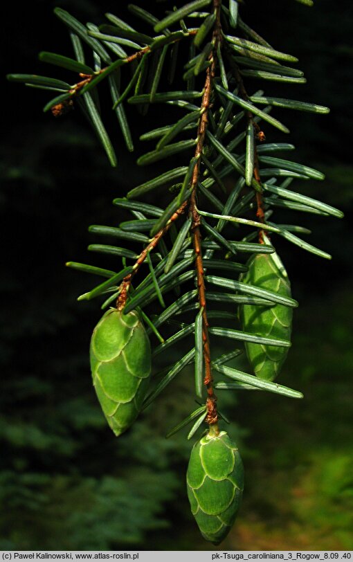 Tsuga caroliniana (choina karolińska)