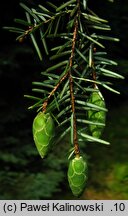 Tsuga caroliniana (choina karolińska)