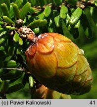 Tsuga diversifolia (choina różnolistna)