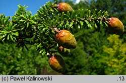 Tsuga diversifolia (choina różnolistna)