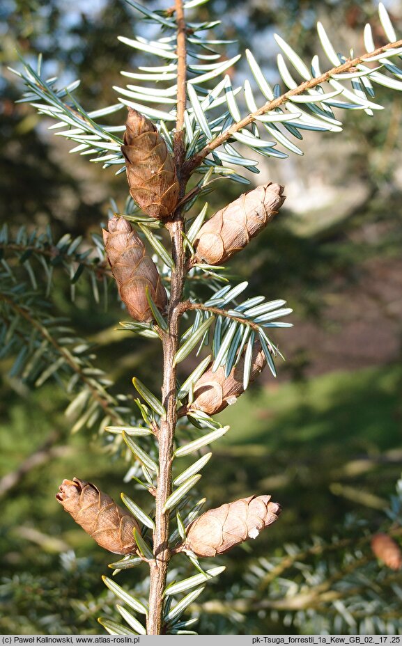 Tsuga forrestii