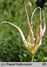 Tulipa acuminata (tulipan długopłatkowy)