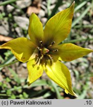 Tulipa biebersteiniana (tulipan Biebersteina)