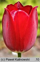 Tulipa aximiensis