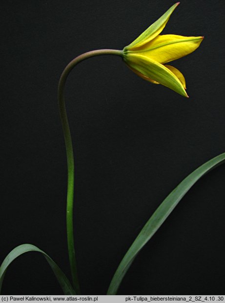 Tulipa biebersteiniana (tulipan Biebersteina)