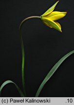 Tulipa biebersteiniana (tulipan Biebersteina)