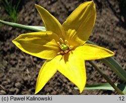 Tulipa biebersteiniana (tulipan Biebersteina)