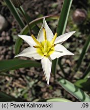 Tulipa biflora (tulipan dwukwiatowy)
