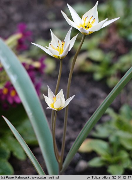 Tulipa biflora (tulipan dwukwiatowy)