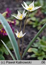 Tulipa biflora (tulipan dwukwiatowy)