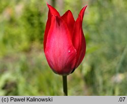 Tulipa didieri