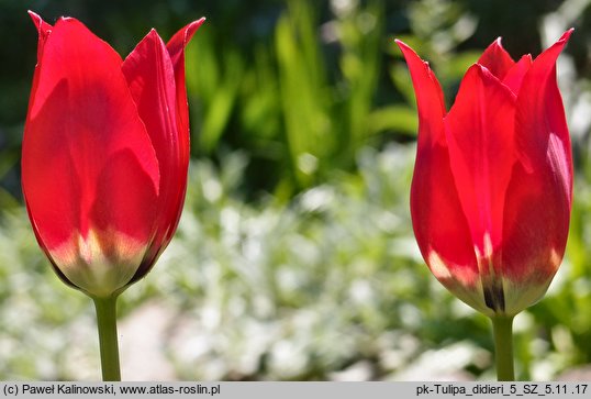 Tulipa didieri