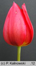 Tulipa ×gesneriana (tulipan ogrodowy)