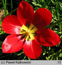 Tulipa ×gesneriana (tulipan ogrodowy)