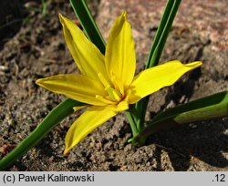 Tulipa hissarica