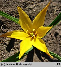 Tulipa hissarica