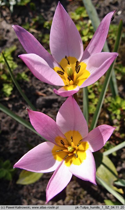 Tulipa humilis (tulipan niski)