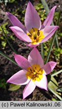 Tulipa humilis (tulipan niski)