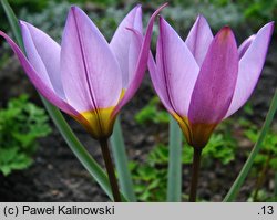 Tulipa humilis (tulipan niski)