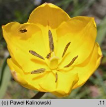 Tulipa hungarica var. urumoffii