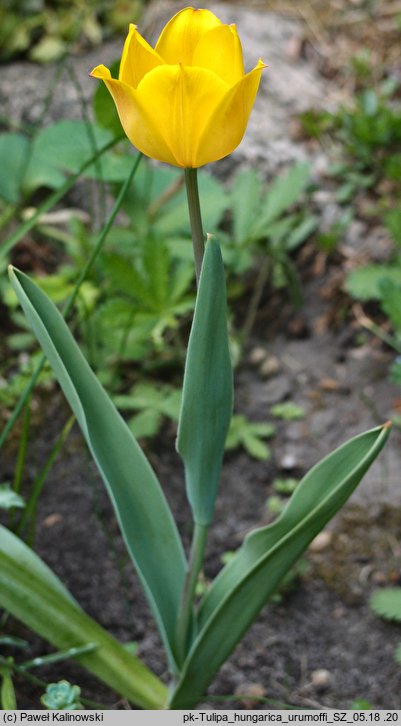 tulipa