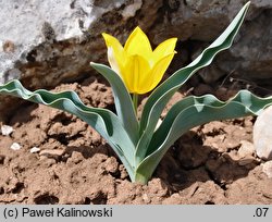 Tulipa hungarica var. urumoffii