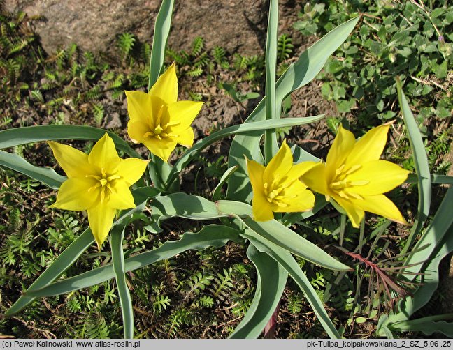 Tulipa kolpakowskiana (tulipan Kołpakowskiego)