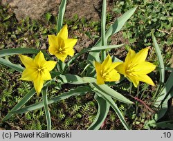 Tulipa kolpakowskiana (tulipan Kołpakowskiego)