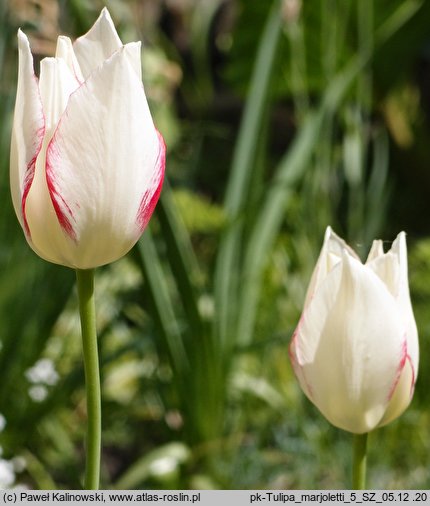 Tulipa marjolettii