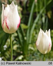 Tulipa marjolettii