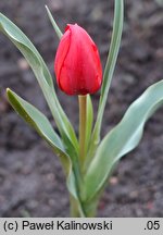 Tulipa montana