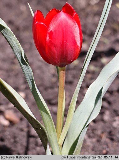 Tulipa montana