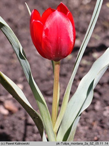 Tulipa montana