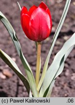 Tulipa montana