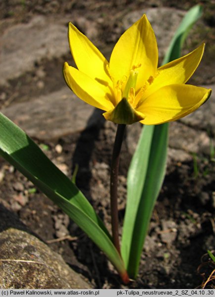 Tulipa neustruevae