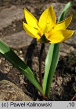 Tulipa neustruevae