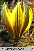 Tulipa neustruevae