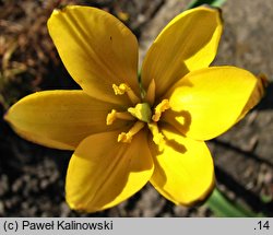 Tulipa neustruevae