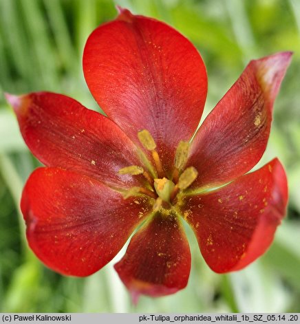 Tulipa orphanidea ssp. whittalii