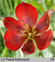 Tulipa orphanidea ssp. whittalii