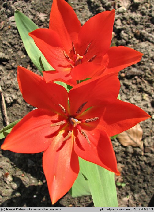 Tulipa praestans (tulipan dostojny)