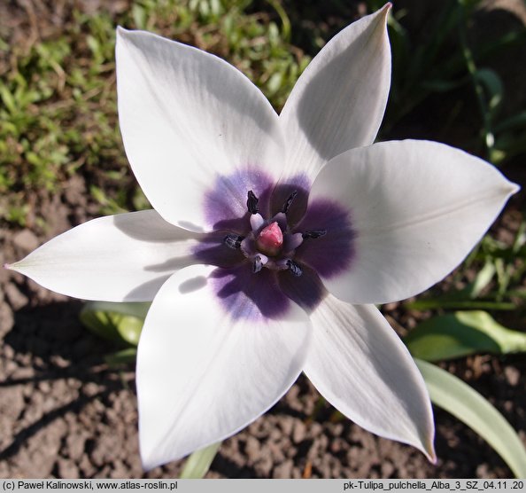 Tulipa humilis var. pulchella Alba