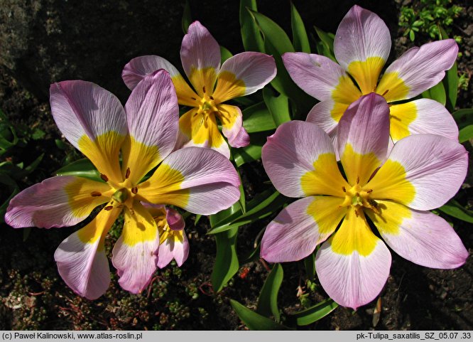 Tulipa saxatilis (tulipan skalny)