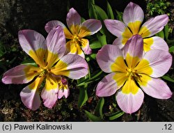 Tulipa saxatilis (tulipan skalny)