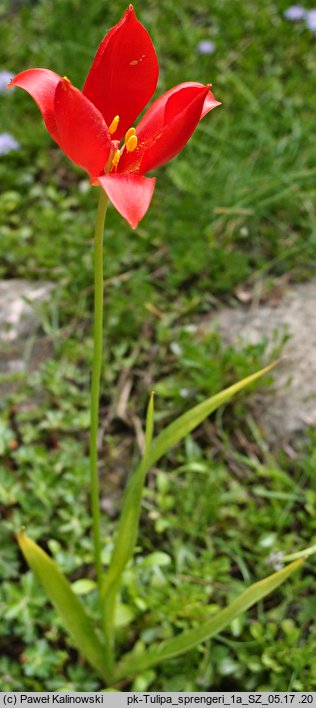 Tulipa sprengeri