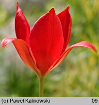 Tulipa sprengeri