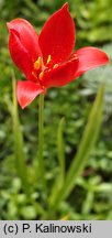 Tulipa sprengeri